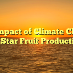 The Impact of Climate Change on Star Fruit Production